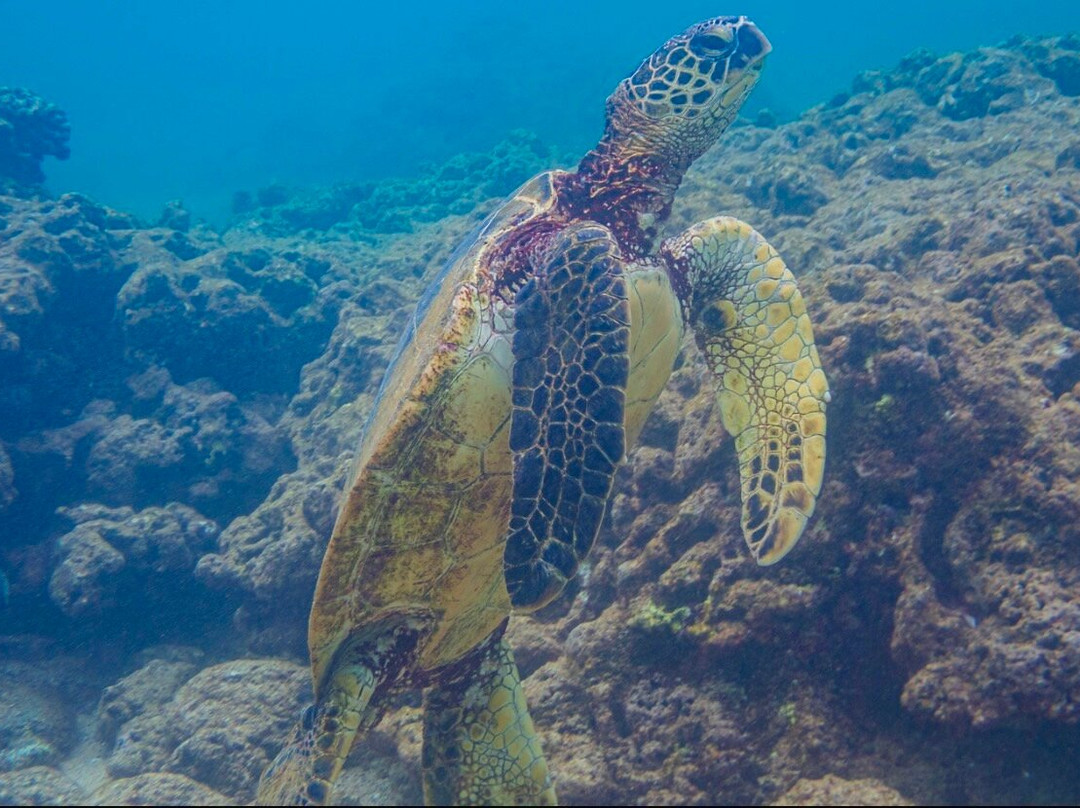 Snuba Tours of Kauai-可洛亚必去景点