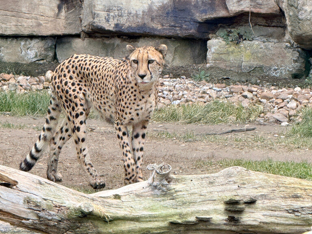 Fort Worth Zoo-沃思堡必去景点