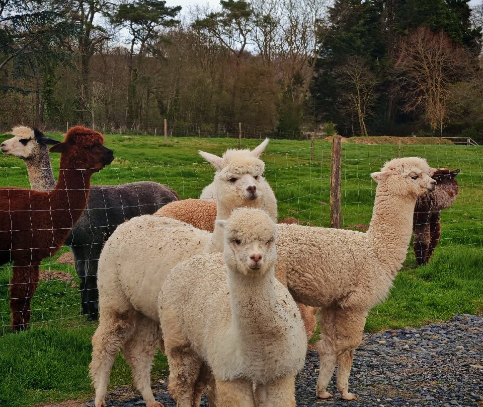 Alpaga Normandie - Animaux Miniatures-巴约必去景点