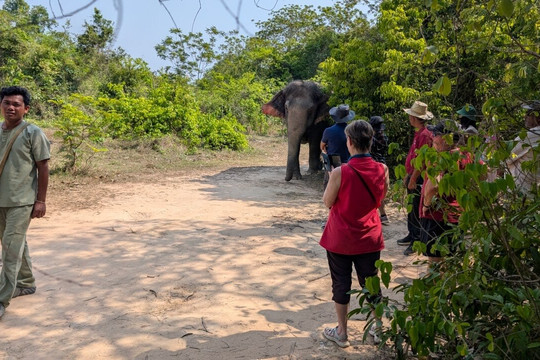Kulen Elephant Forest-暹粒必去景点