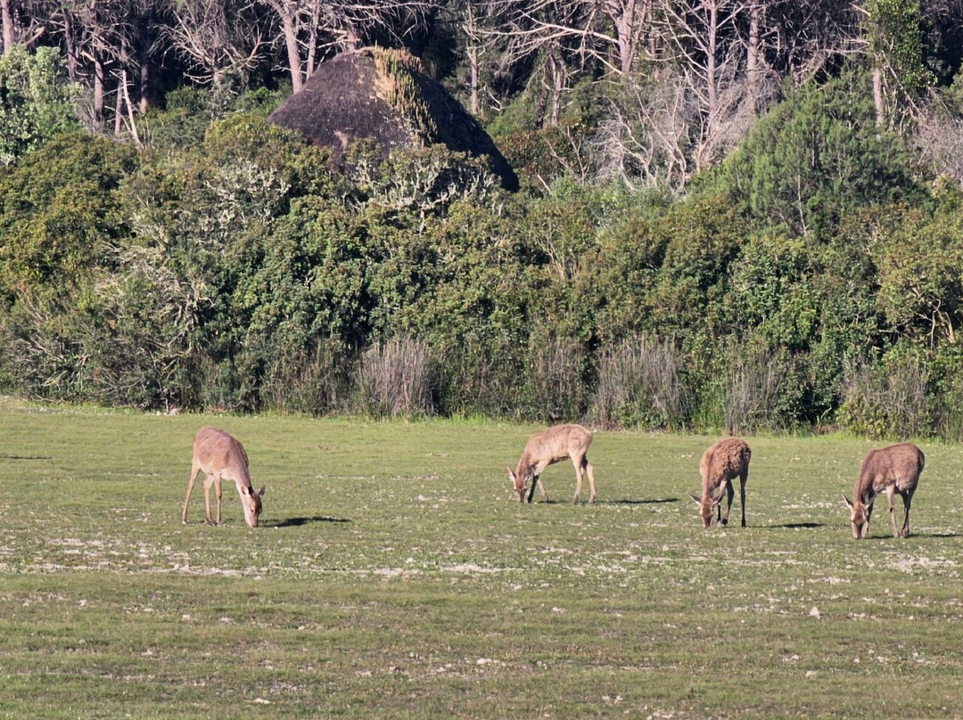 Donana Visitas-El Rocio必去景点