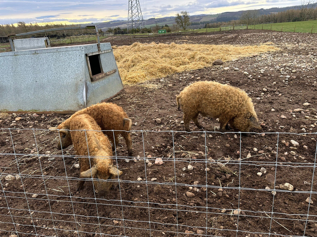 Farm Ness-因弗内斯必去景点