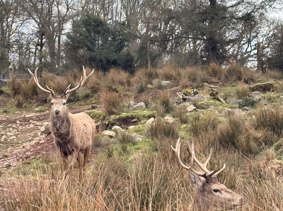 Bainloch Deer Park-Dalbeattie必去景点
