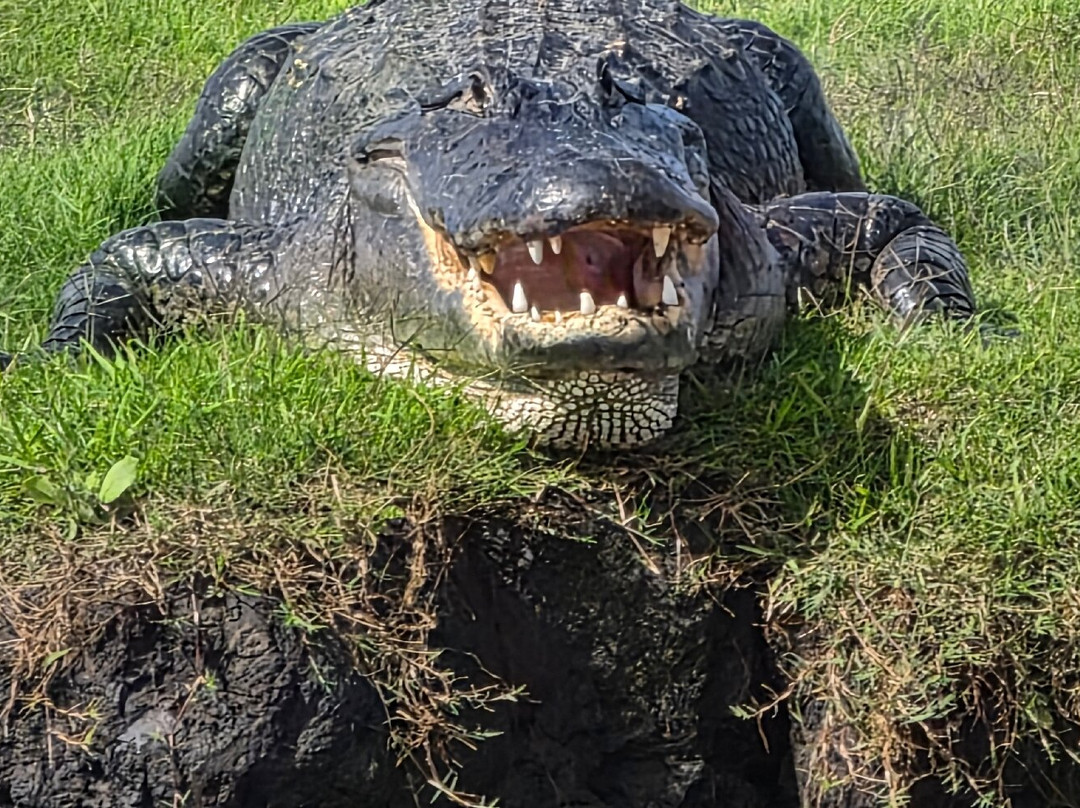 AirBoat Rides at Midway-Christmas必去景点