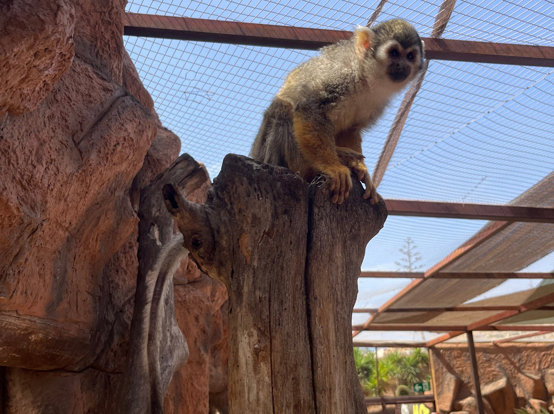 Monkey Park-洛斯克里斯蒂亚诺斯必去景点