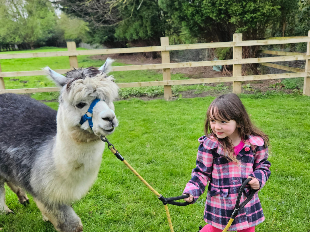 Cheshire Alpacas-Antrobus必去景点