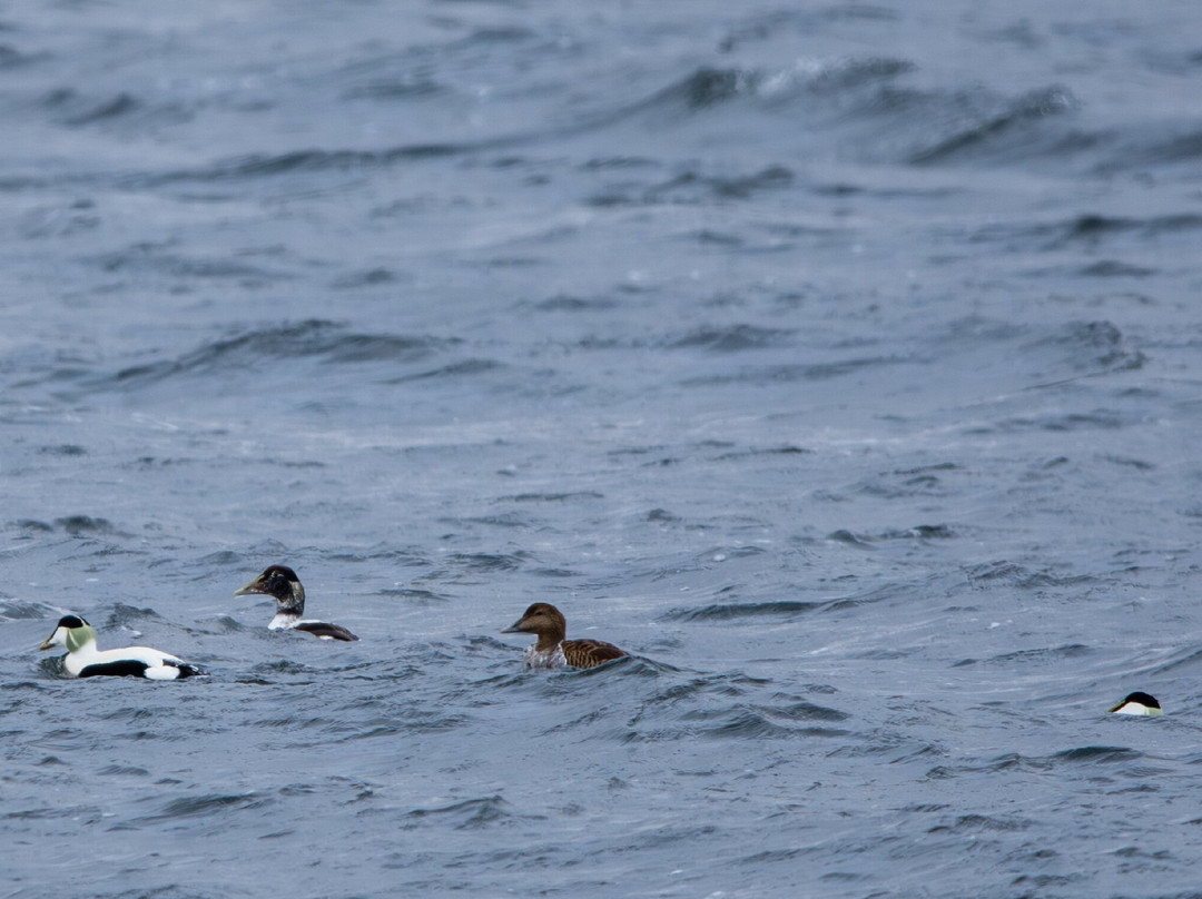 Dolphin Spirit Inverness-因弗内斯必去景点