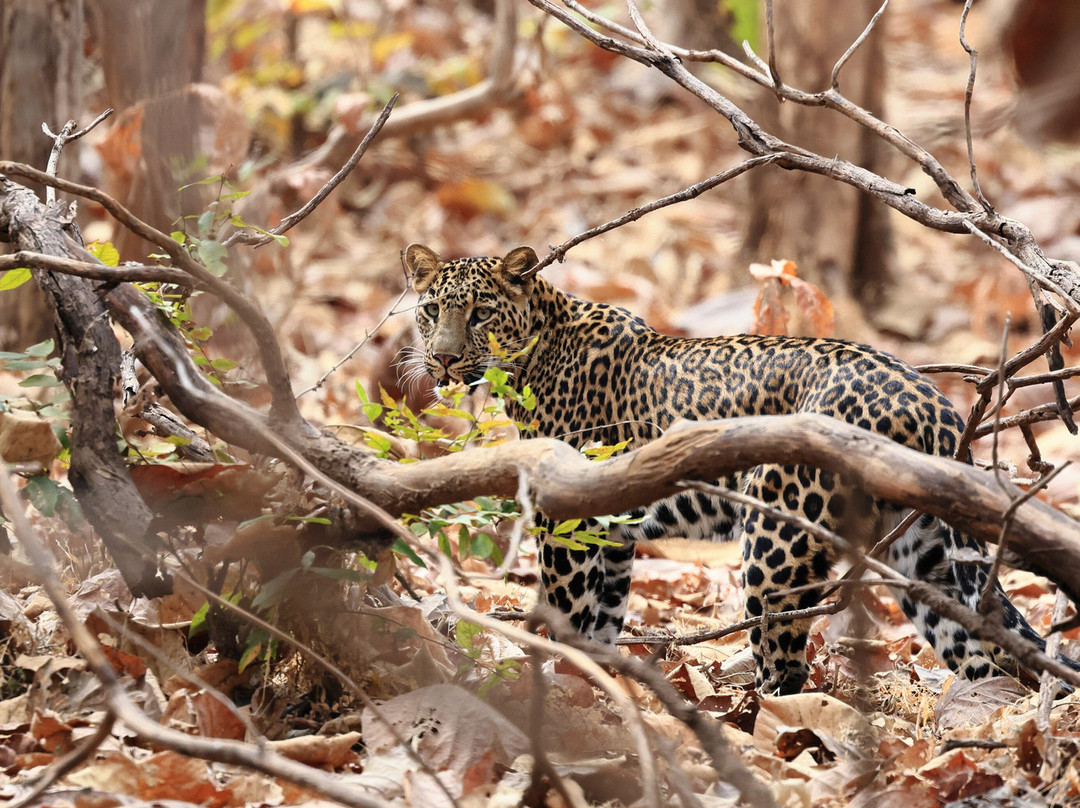 潘趣丛林营地酒店主图