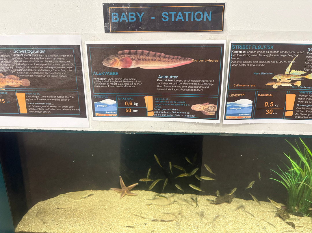 North Sea Aquarium-Vorupor必去景点