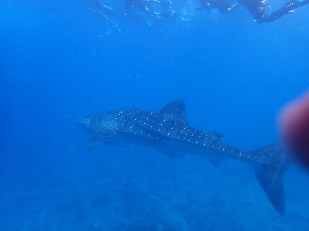 Euro-Divers LUX South Ari Atoll-南阿里环礁必去景点