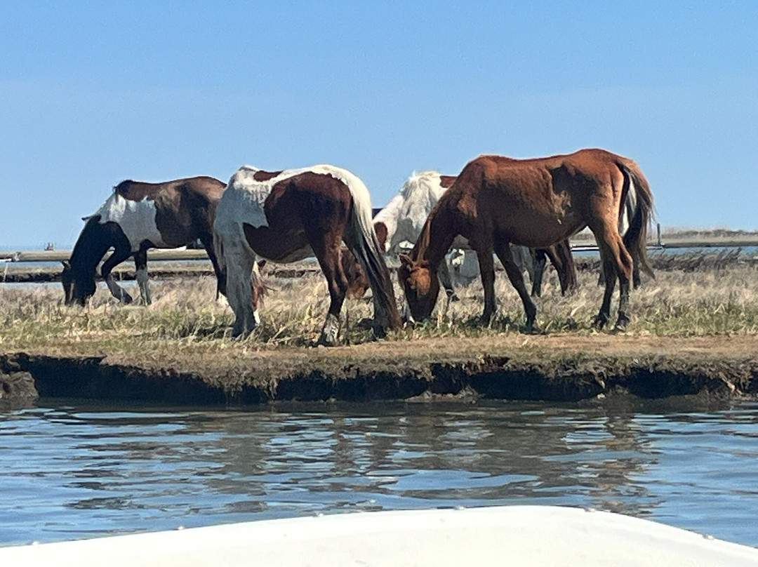 Riptide Pony Tours-Chincoteague必去景点