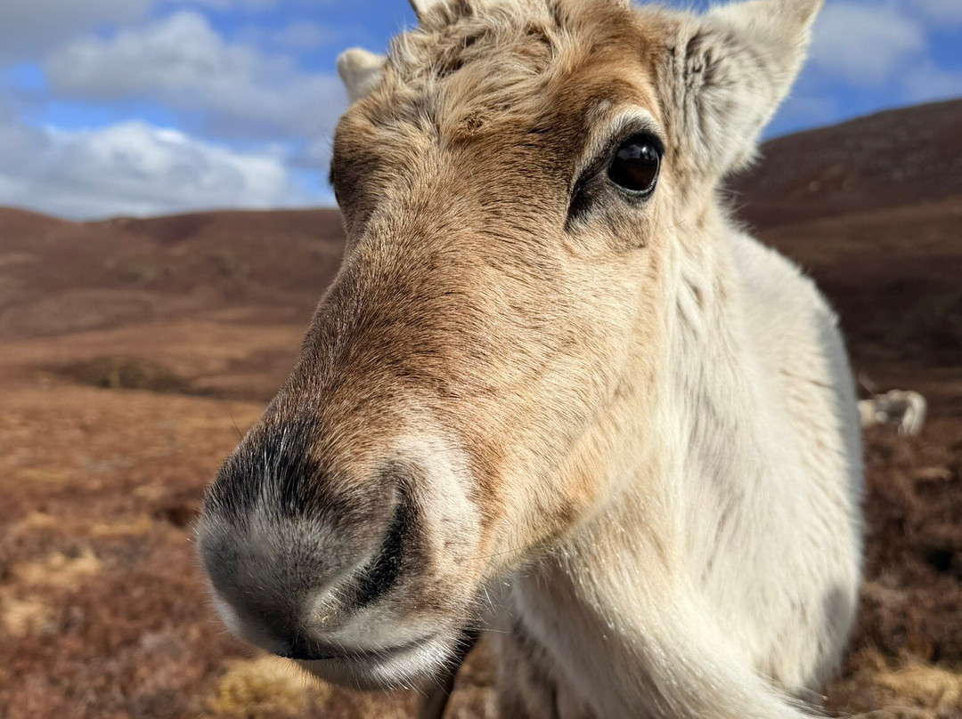 Cairngorm Reindeer Herd-Glenmore必去景点