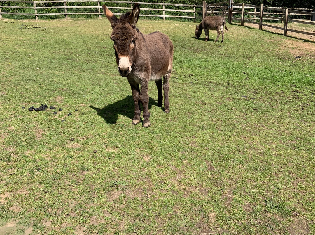 Stantons Farm - Petting Farm-Black Notley必去景点
