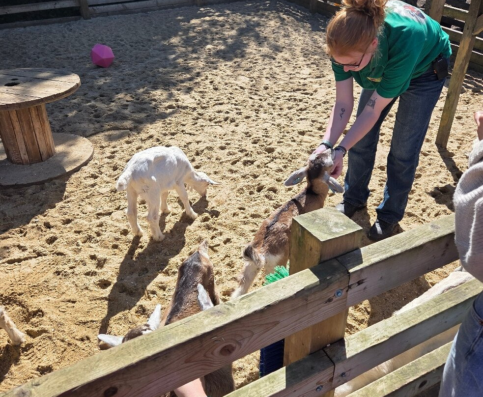 Quex Adventure Farm Park-Birchington必去景点