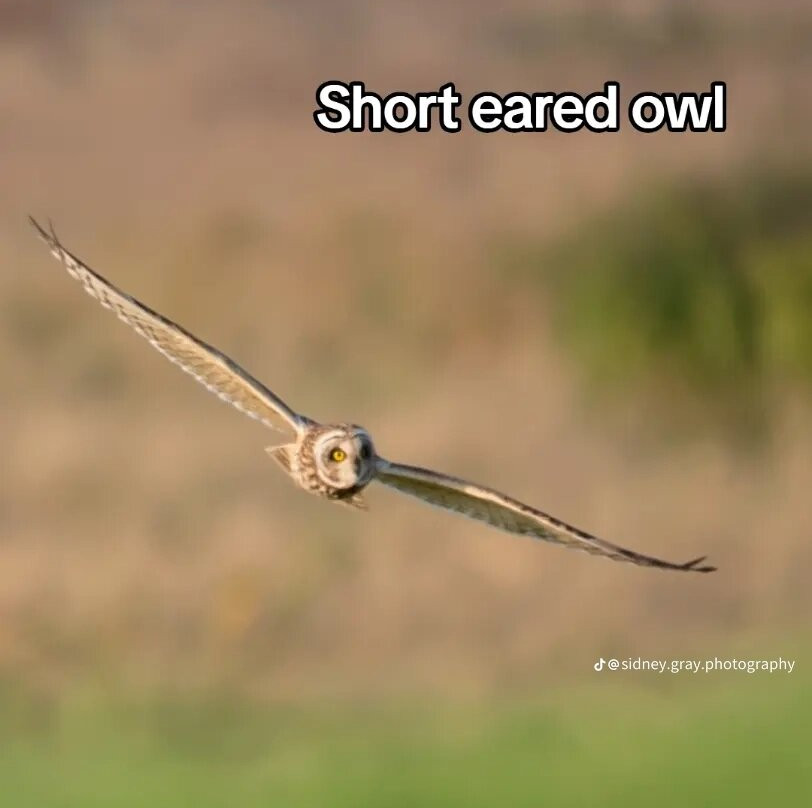 Bird of Prey Experiences - Hawkeye Falconry UK-Thoresby必去景点