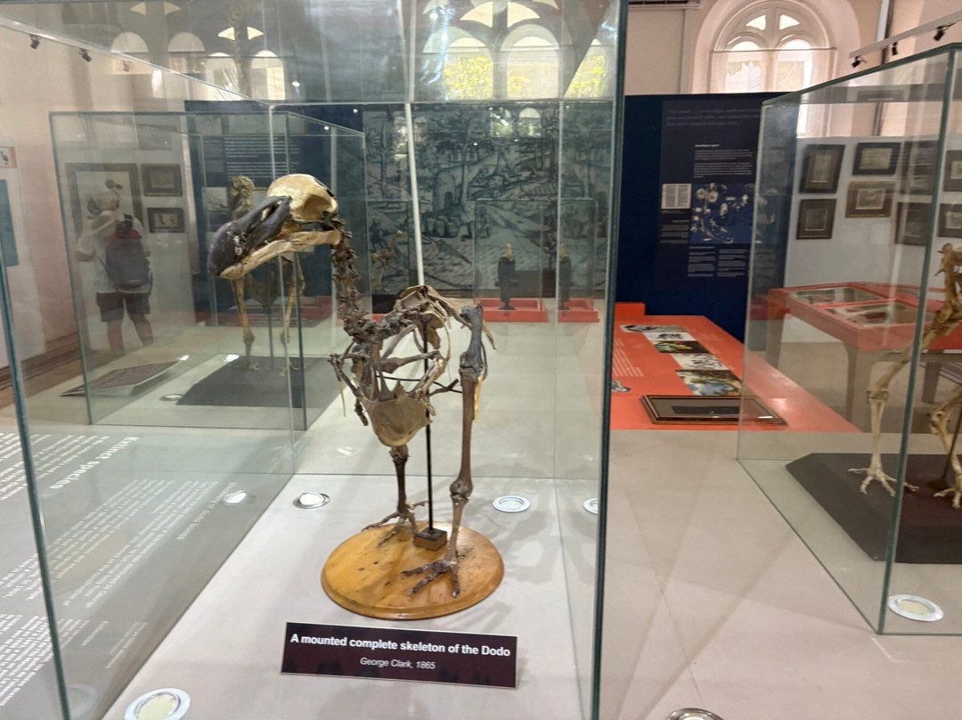 Natural History Museum-路易士港必去景点