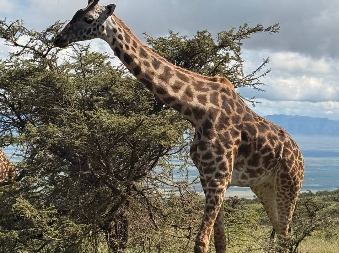 Tazama Africa Tours and Safari-阿鲁沙国家公园必去景点