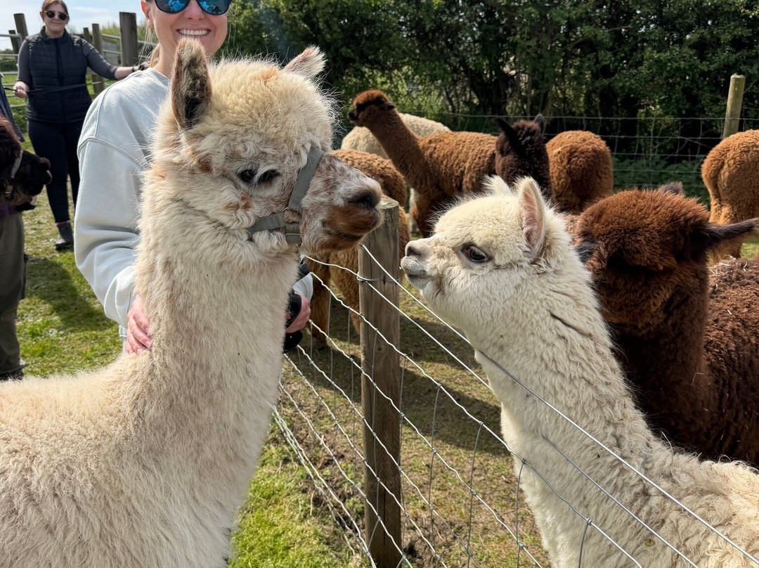 J and J Alpacas-特伦特河畔纽瓦克必去景点