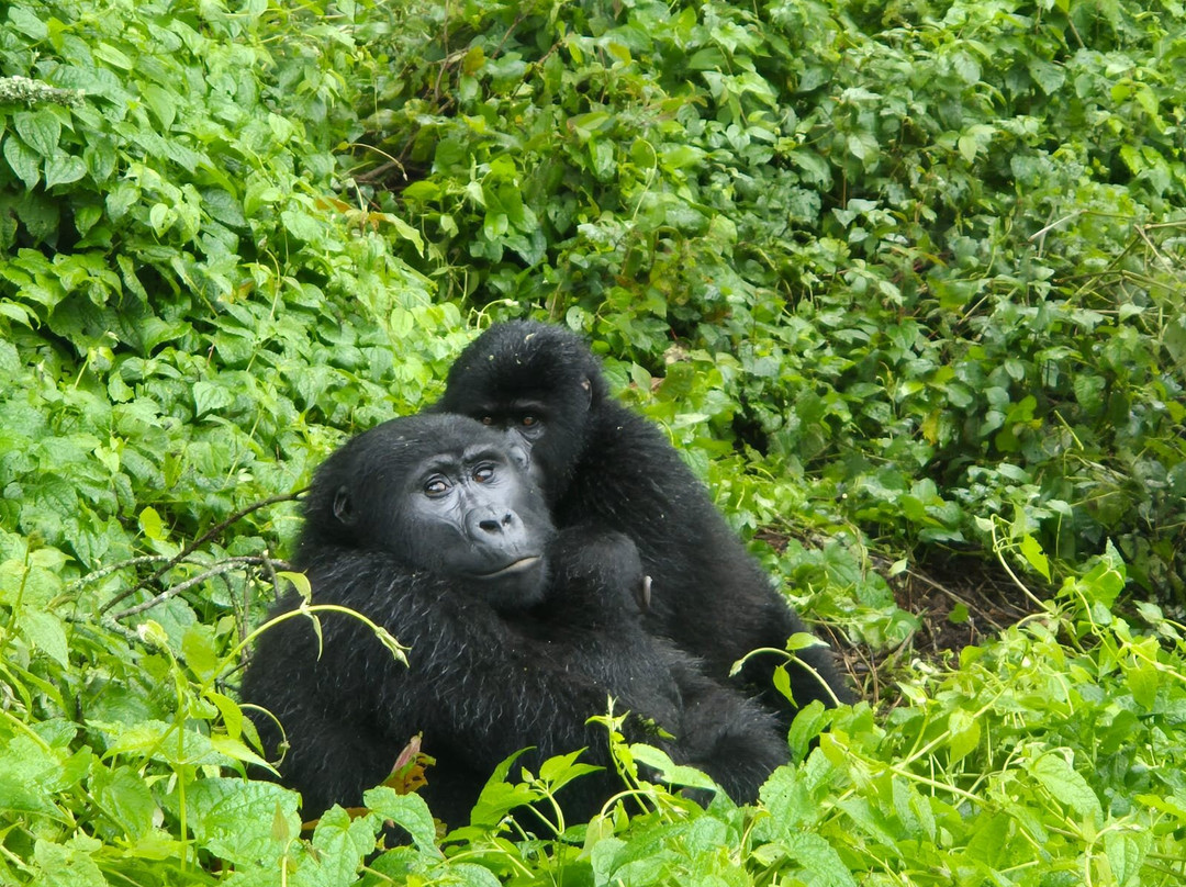 Moroka Expeditions-坎帕拉必去景点