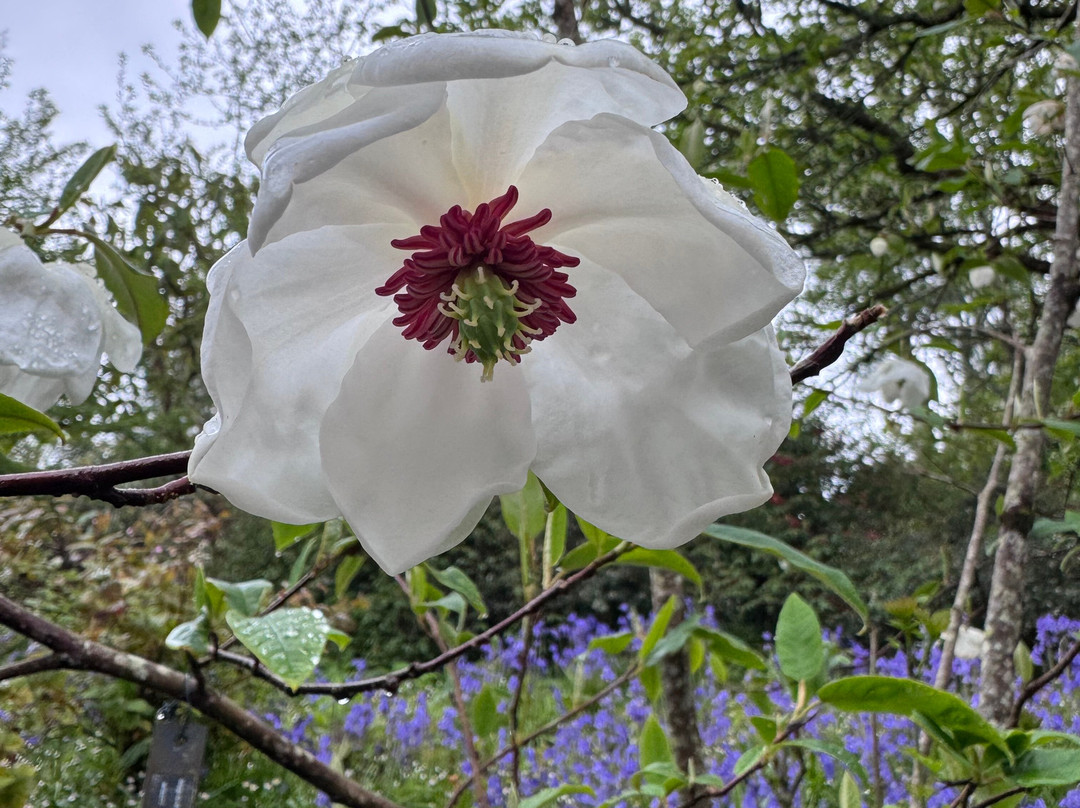 Mount Congreve Gardens-County Waterford必去景点