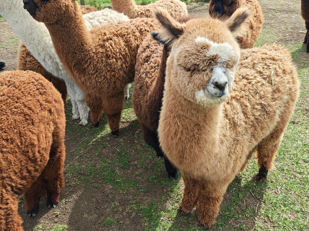 The Alpaca Centre at JandJ Alpacas-特伦特河畔纽瓦克必去景点