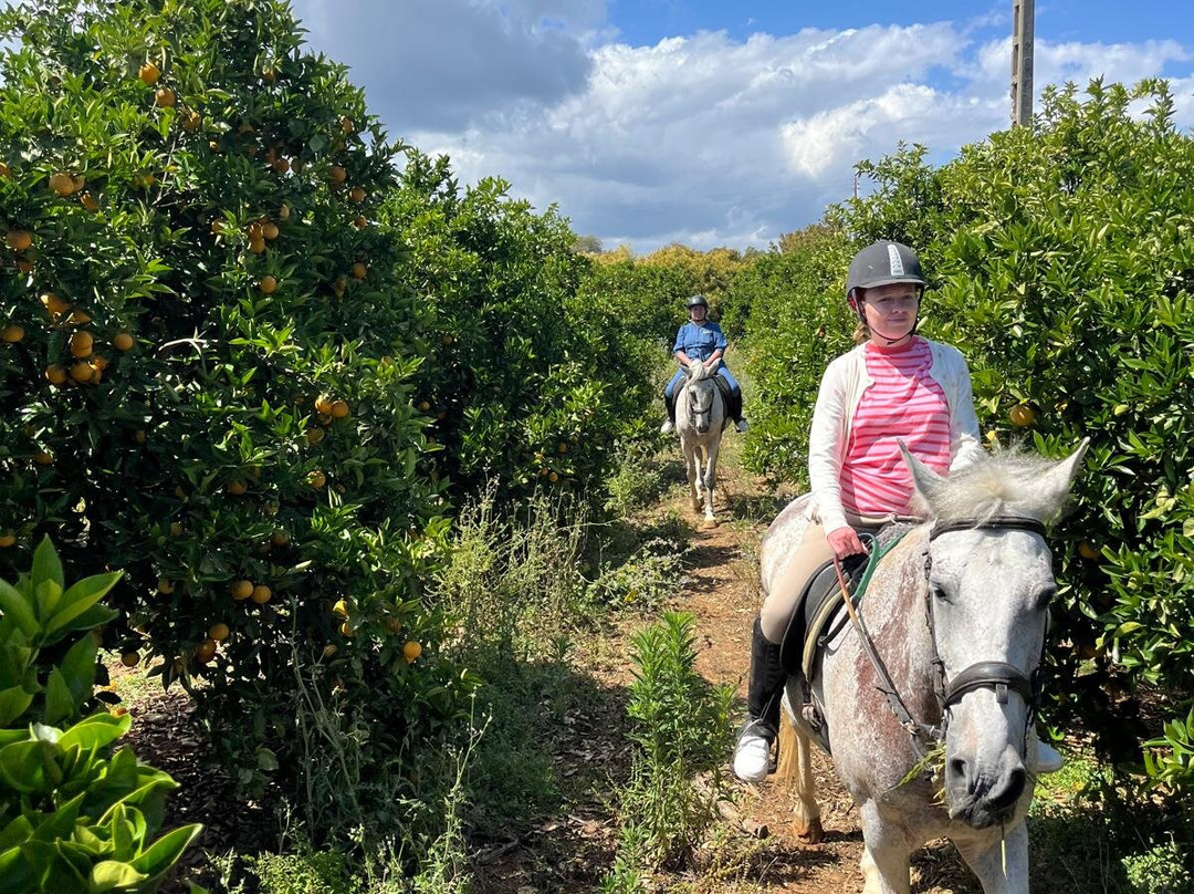 Tavira Equestrian Tourism-塔维拉必去景点
