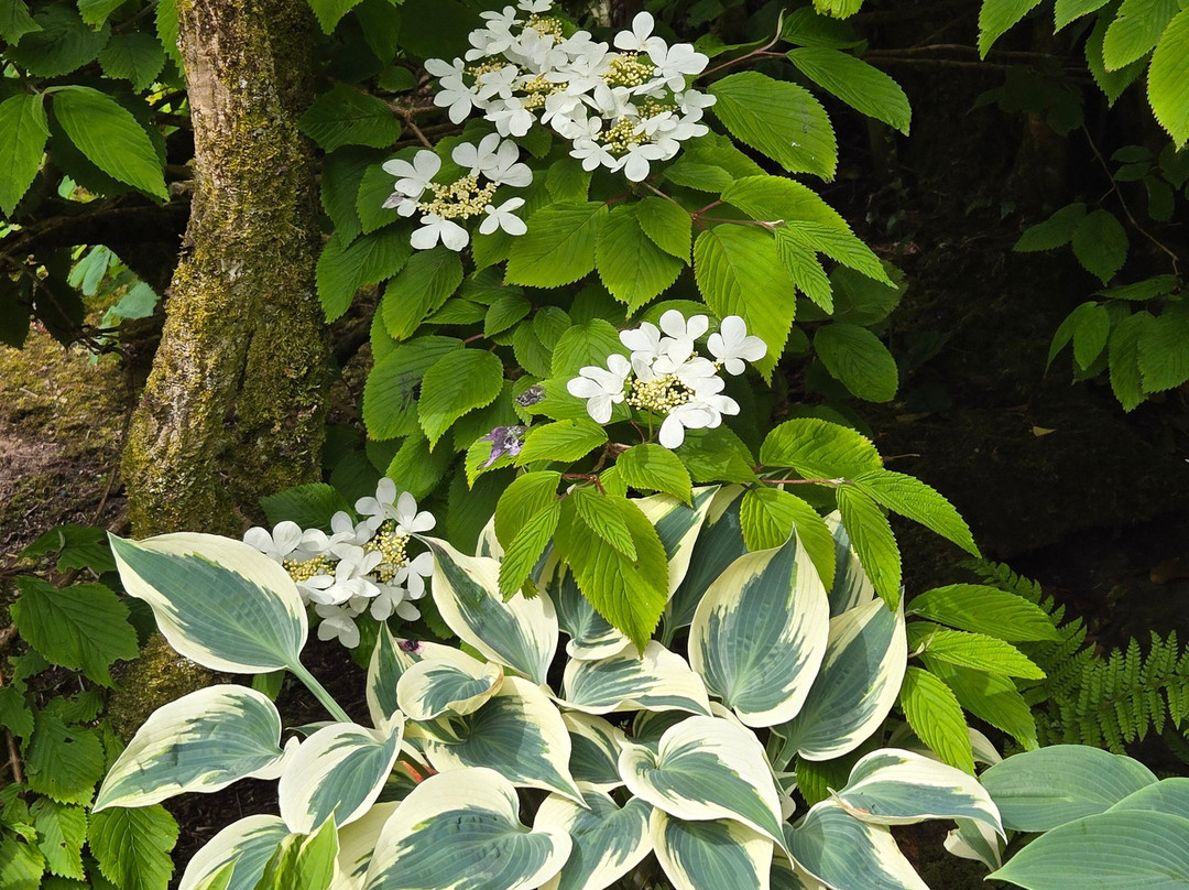 Caher Bridge Garden-Ballyvaughan必去景点