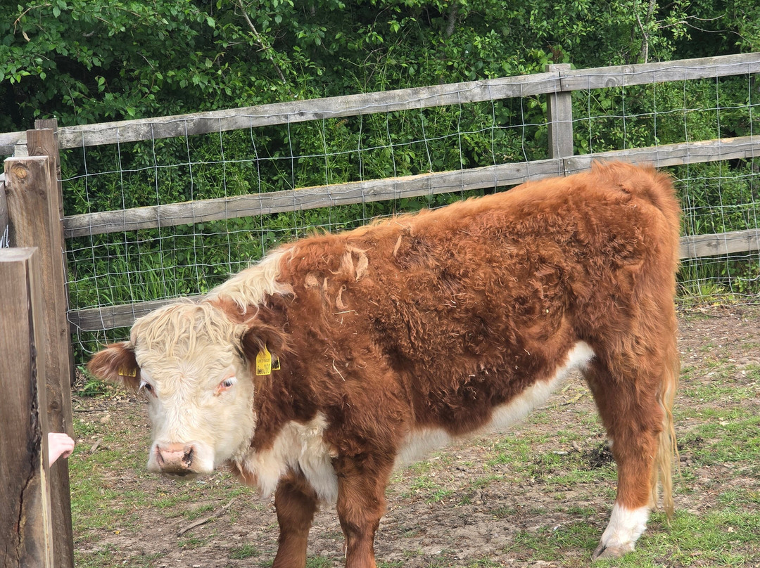 Stantons Farm - Petting Farm-Black Notley必去景点