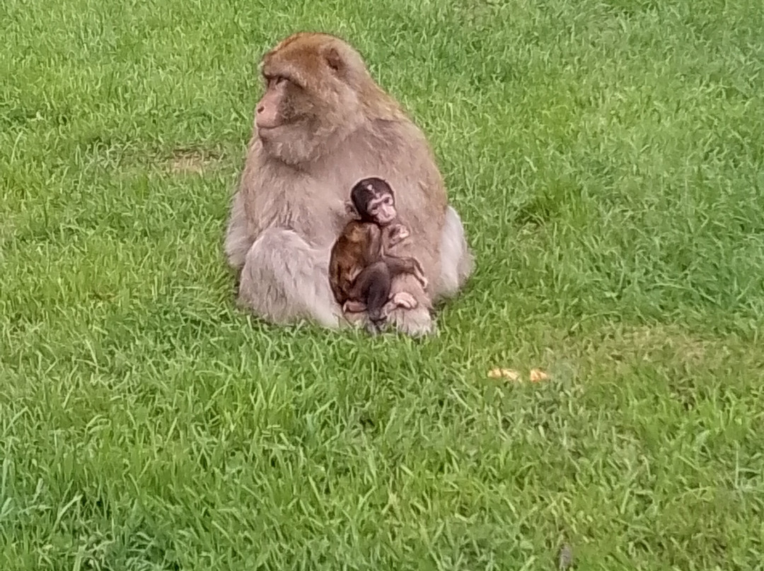 Trentham Monkey Forest-特伦特河畔斯托克必去景点