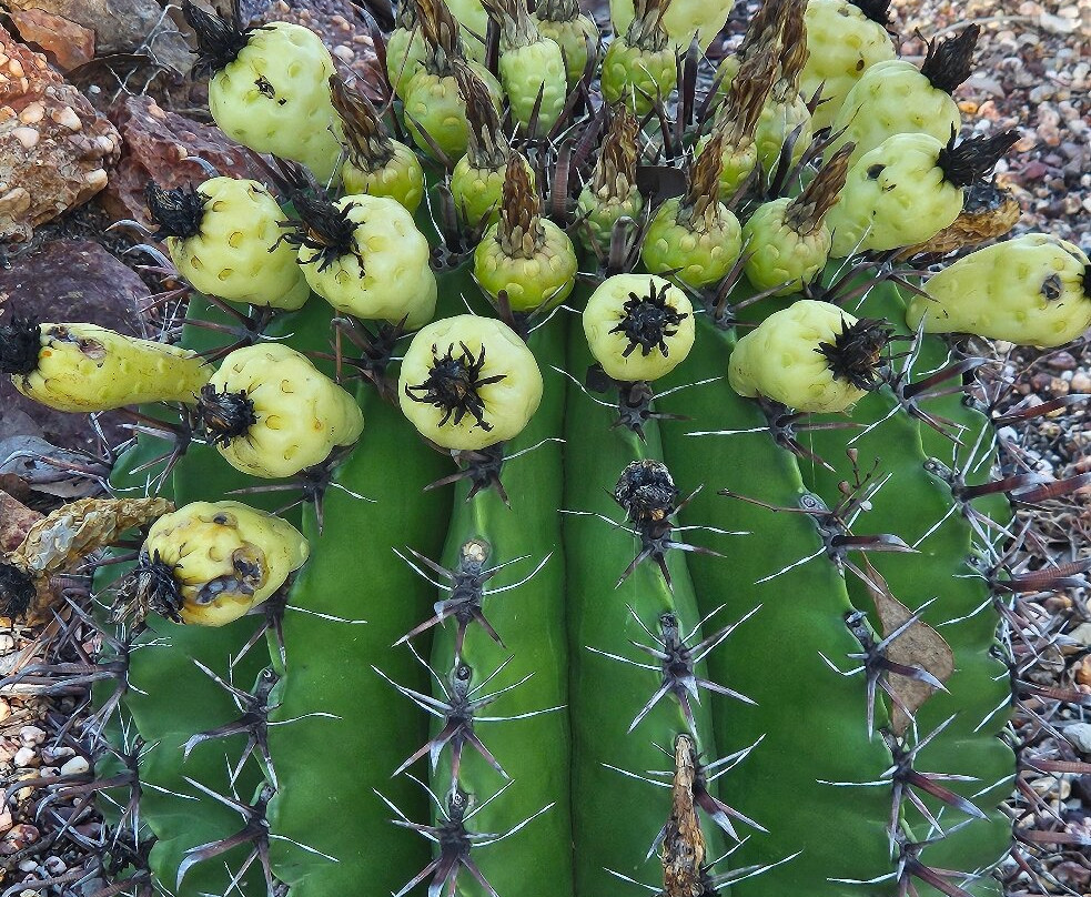 Bevans Black Opal & Cactus Nursery-Lightning Ridge必去景点