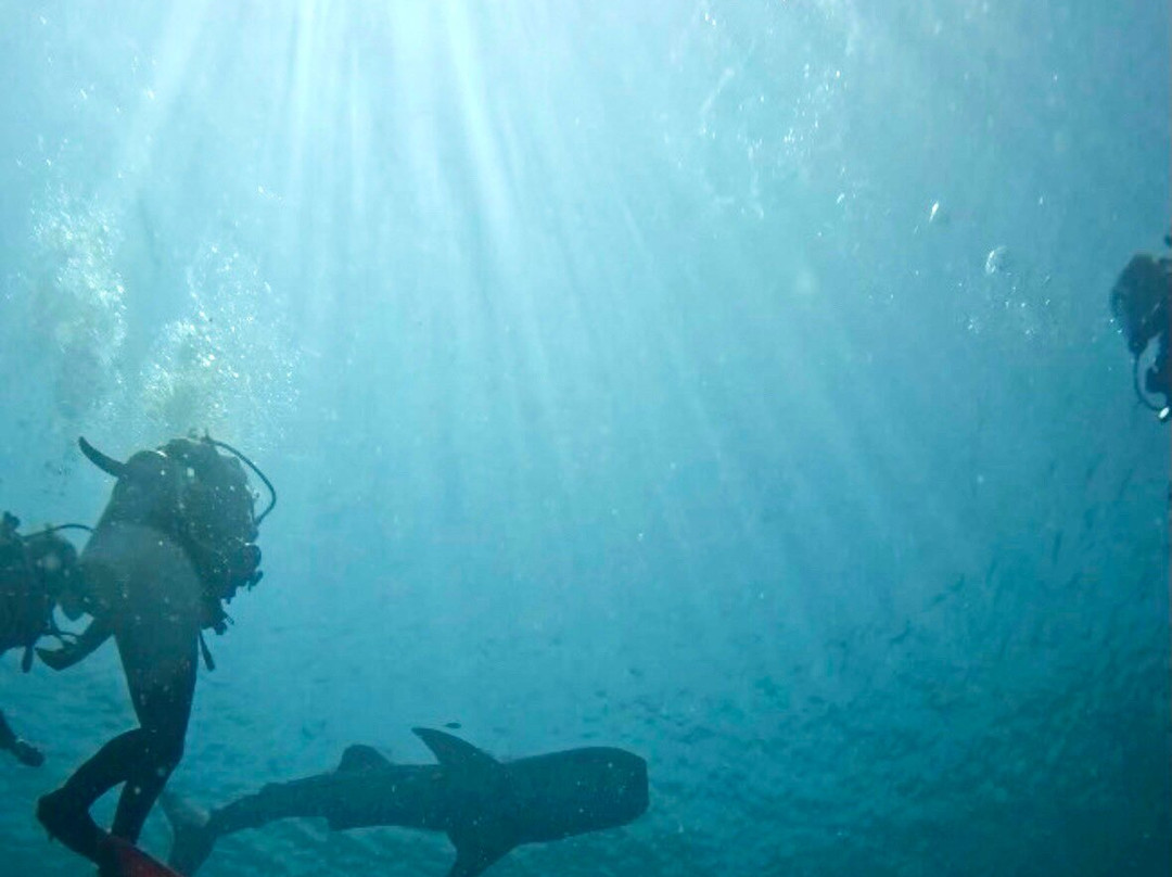 MolaMola Diving Center-马斯喀特必去景点