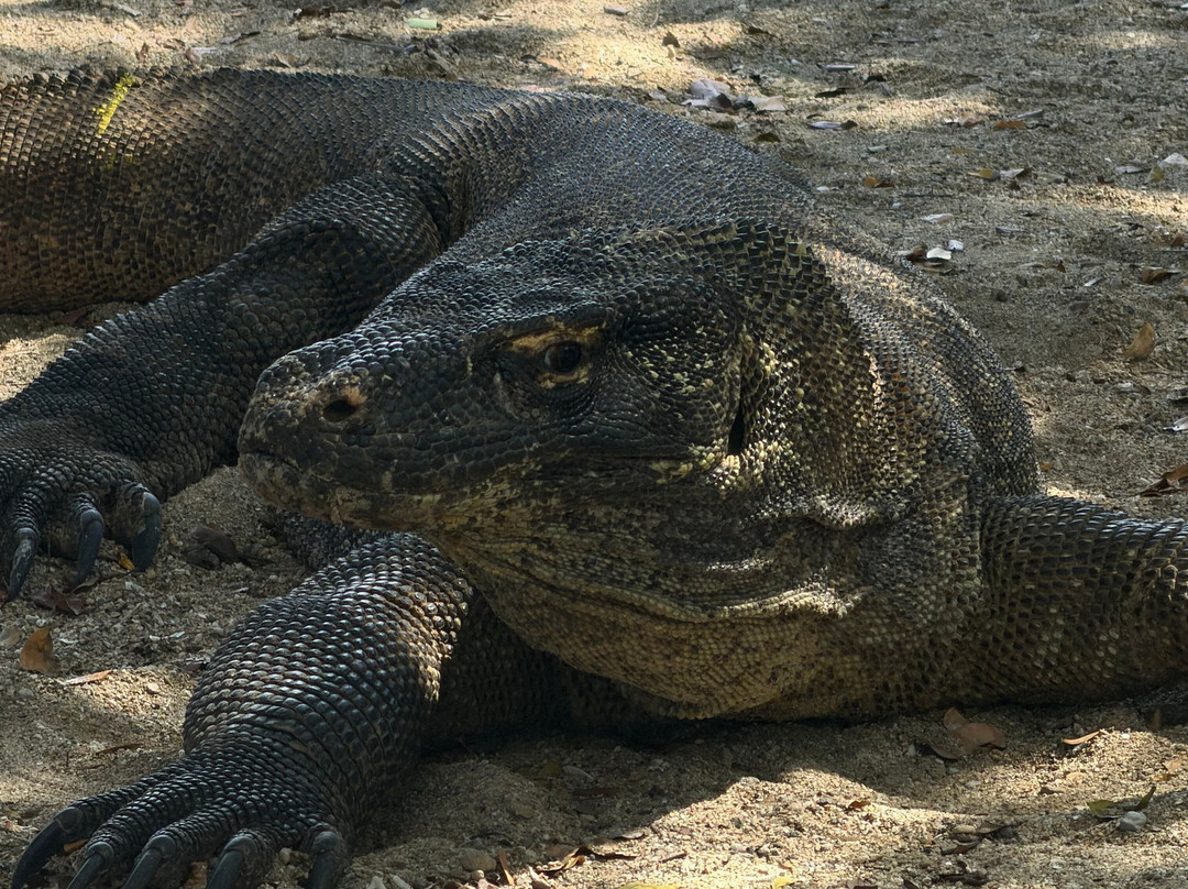 East Cruise Komodo-Labuan Bajo必去景点