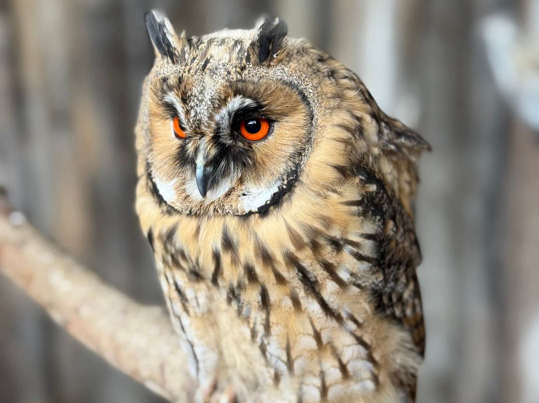 Millets Farm Falconry Centre-弗里福德希斯必去景点