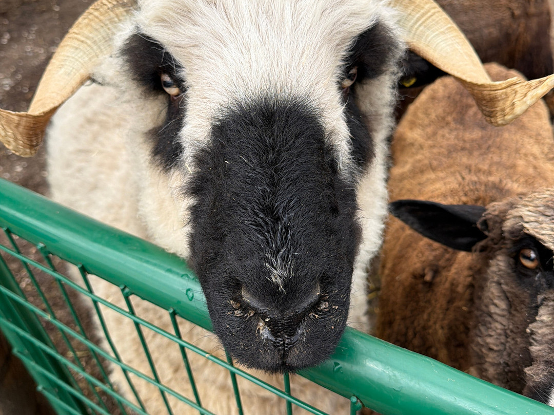 Mountain Meadow Wool-布法罗必去景点