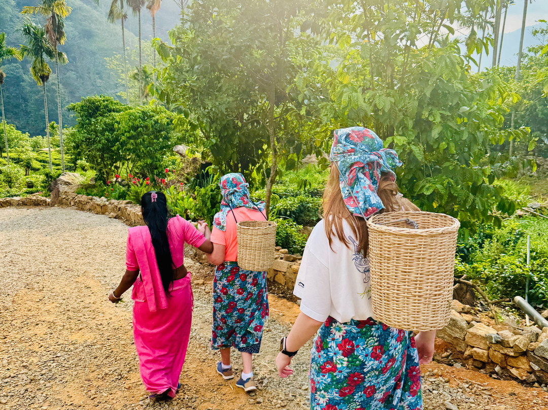 V Travel Sri-Lanka Excursions-科斯戈德必去景点