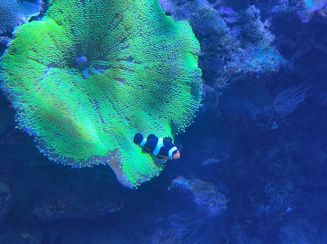Aquarium de la Réunion-圣吉尔莱班必去景点