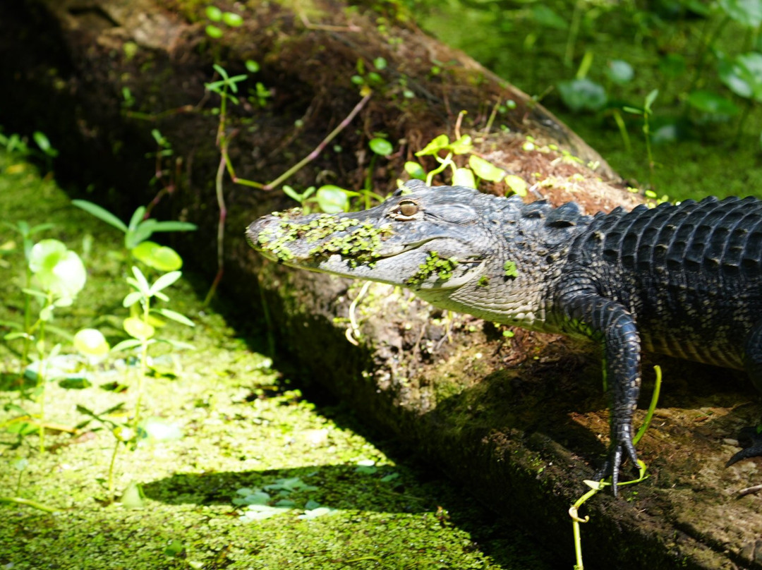 Airboat and Gator Charters-De Leon Springs必去景点