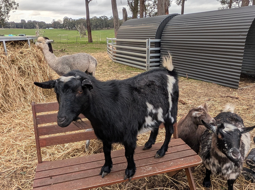 Scotchwood Farm - Highland cow Experience-Boyup Brook必去景点
