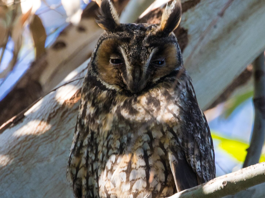 Greece Bird Tours-Marathon必去景点
