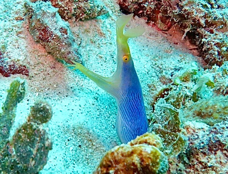 Orca Dive Club - Pereybere-Pereybere必去景点