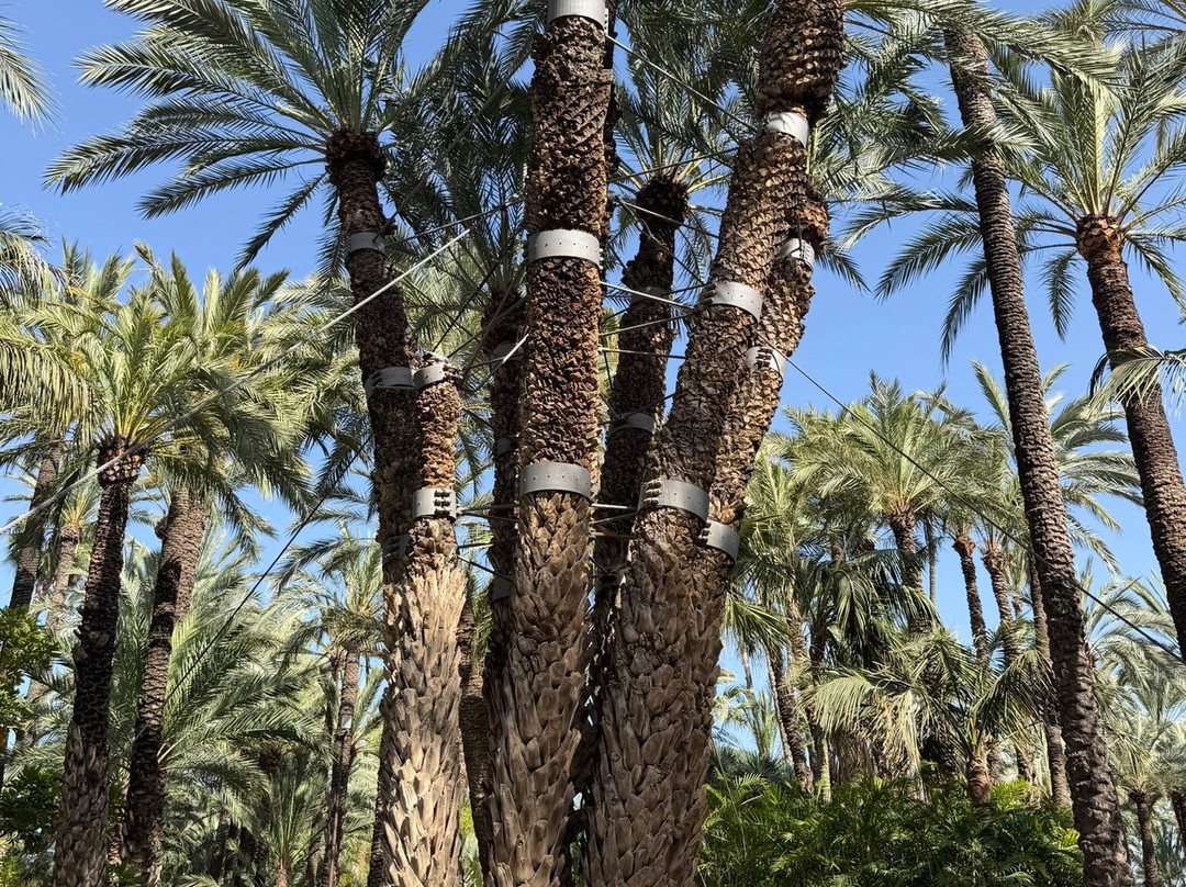 Palmeral of Elche-埃尔切必去景点