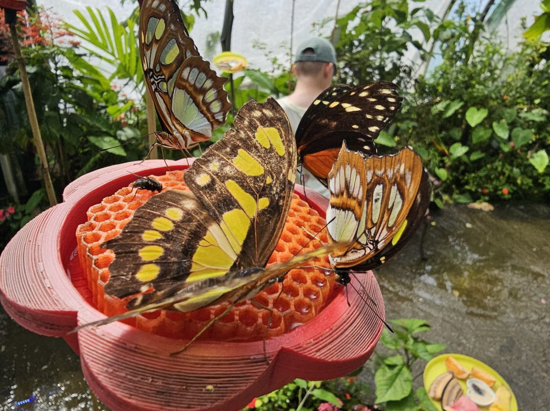 Magic of Life Butterfly House-Cwmbrwyno必去景点