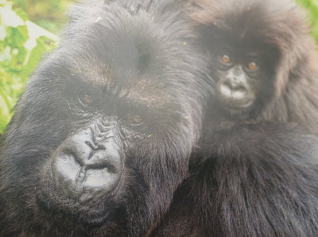Big Apes Africa Safaris-坎帕拉必去景点