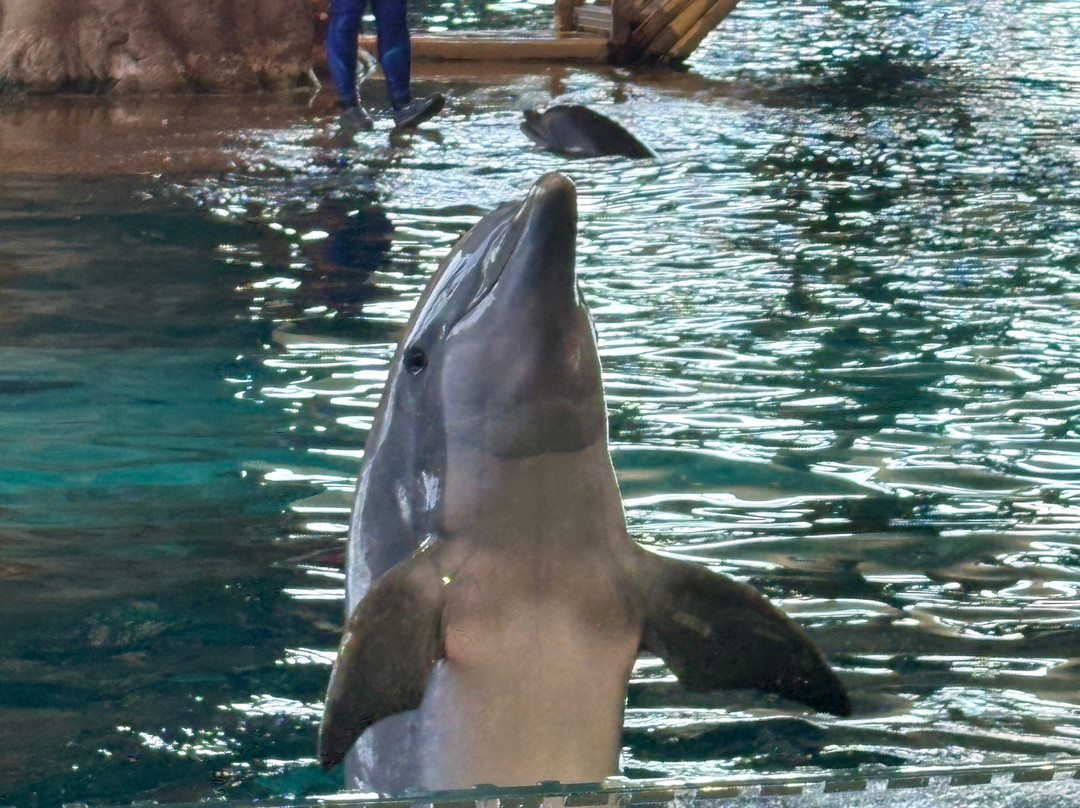 SeaWorld Yas Island Abu Dhabi-阿布扎比必去景点