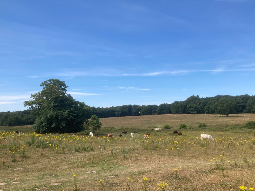 Felbrigg Hall-诺威奇必去景点