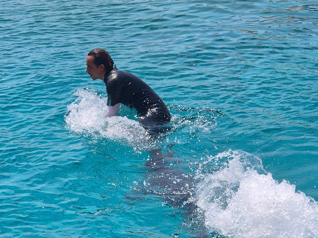 Sealanya Dolphinpark Seapark-蒂尔克莱尔必去景点