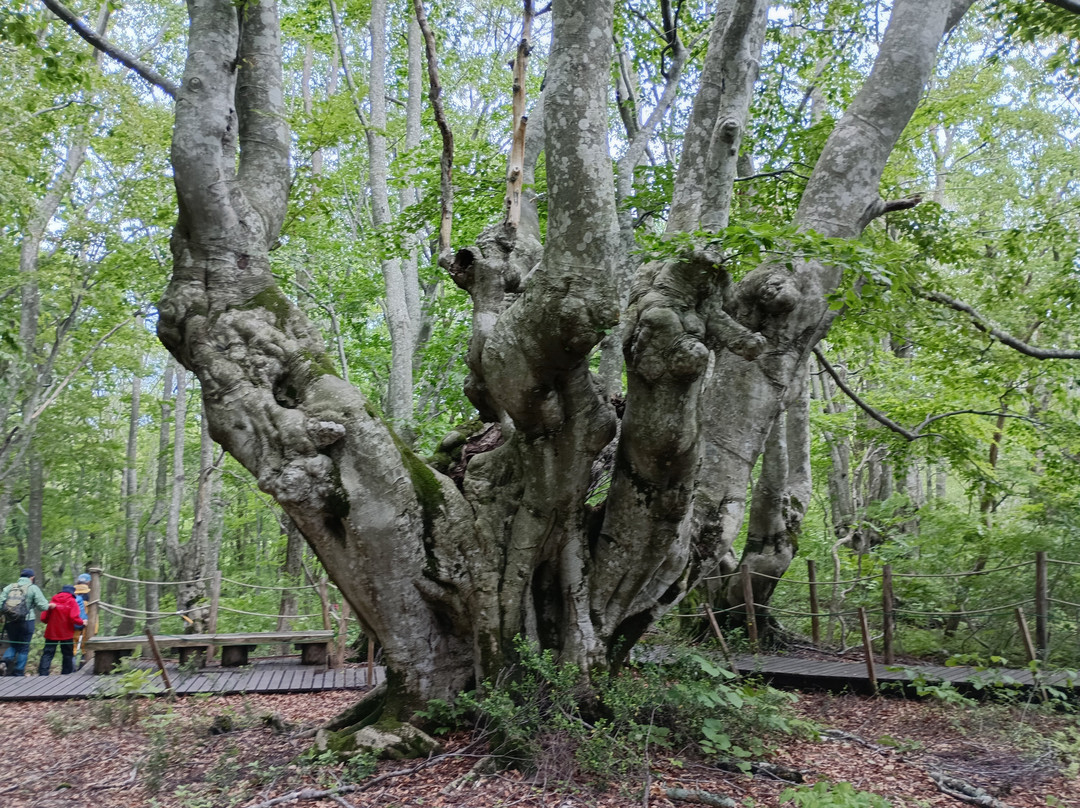 Nakajimadai Shishigahana Marsh-仁贺保市必去景点