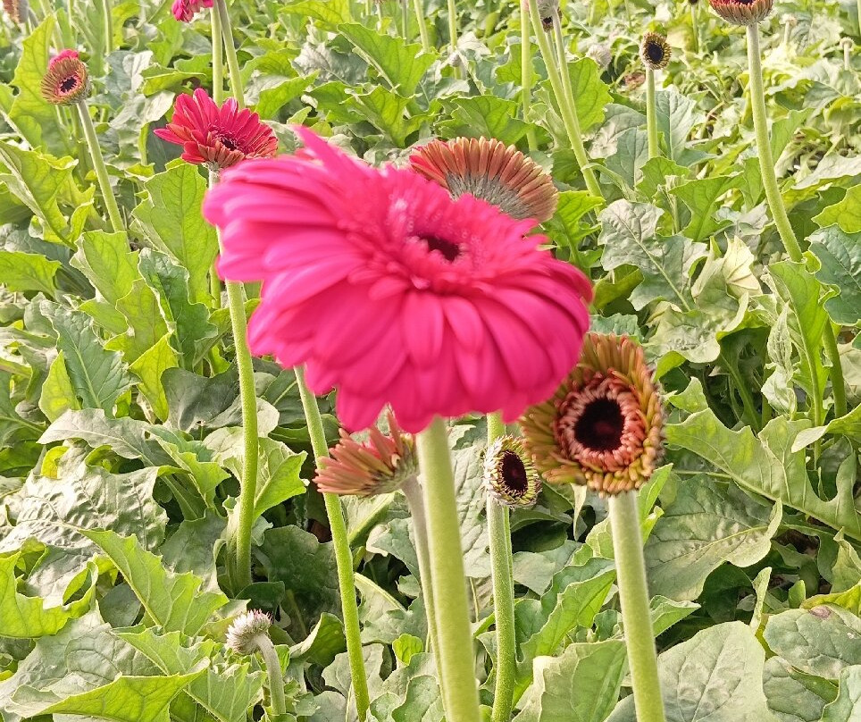 Macena Flores-Holambra必去景点