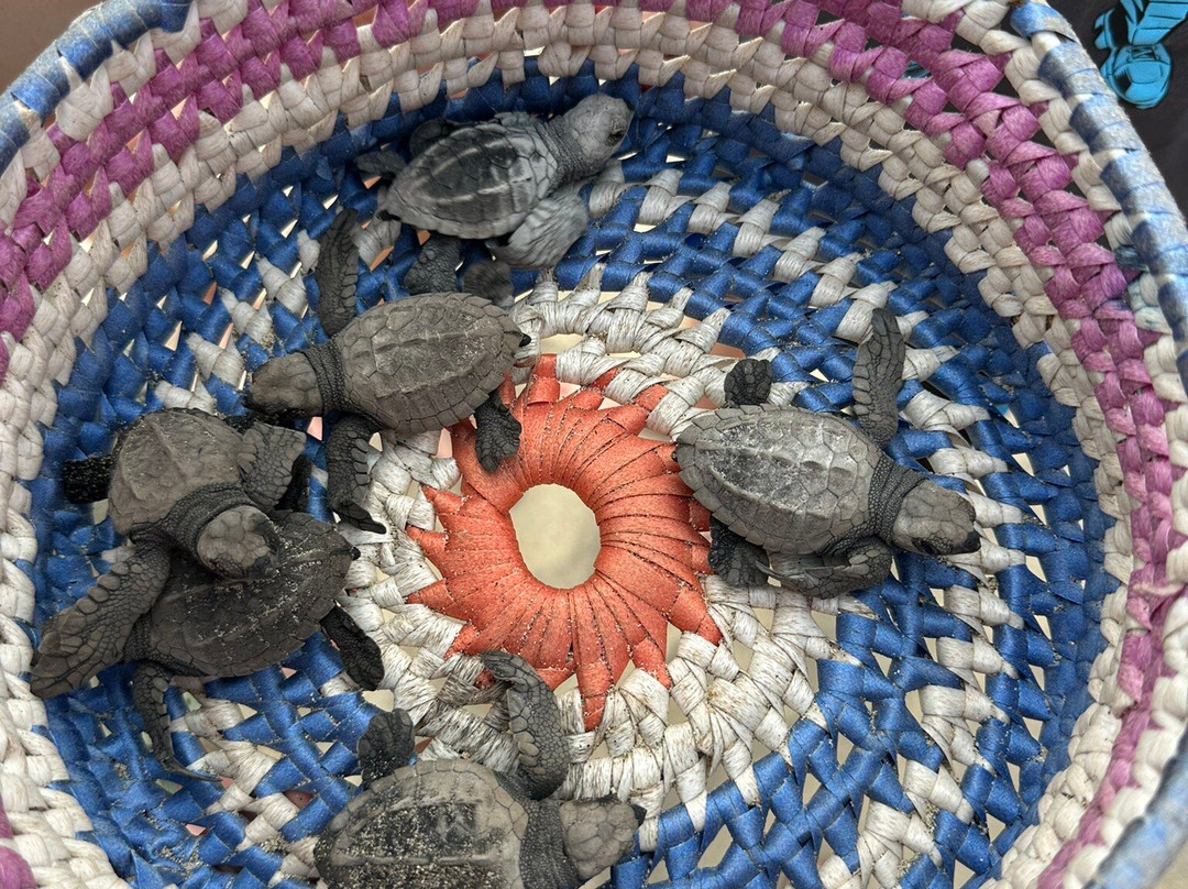 ViveMar - Sea Turtle Release