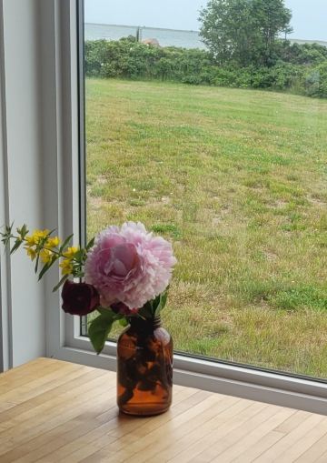 Wild Caraway-旅行者
